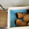 brocante metalen blauwe poppenwagen - Afbeelding 12